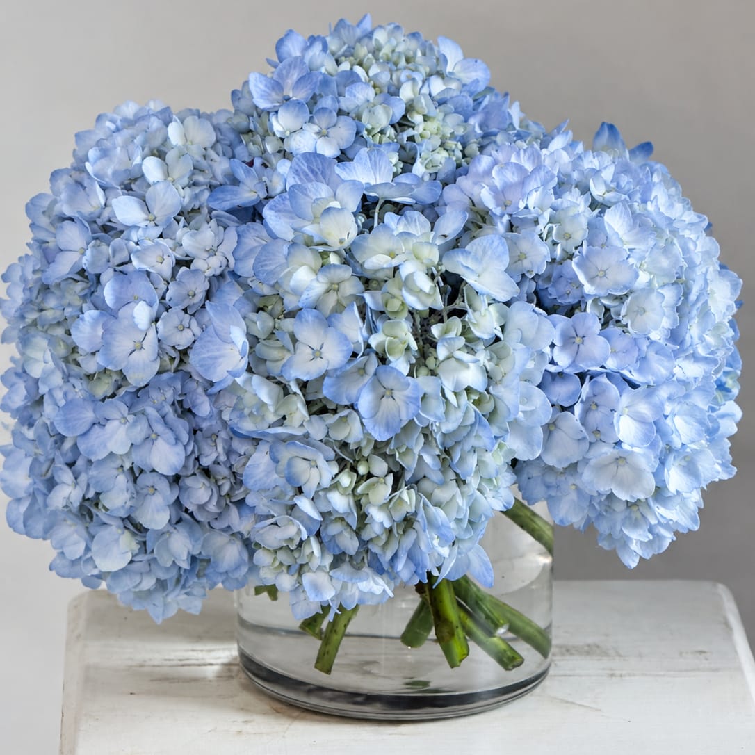 Classic Blue Hydrangea (Available Only until SAT 26/26)