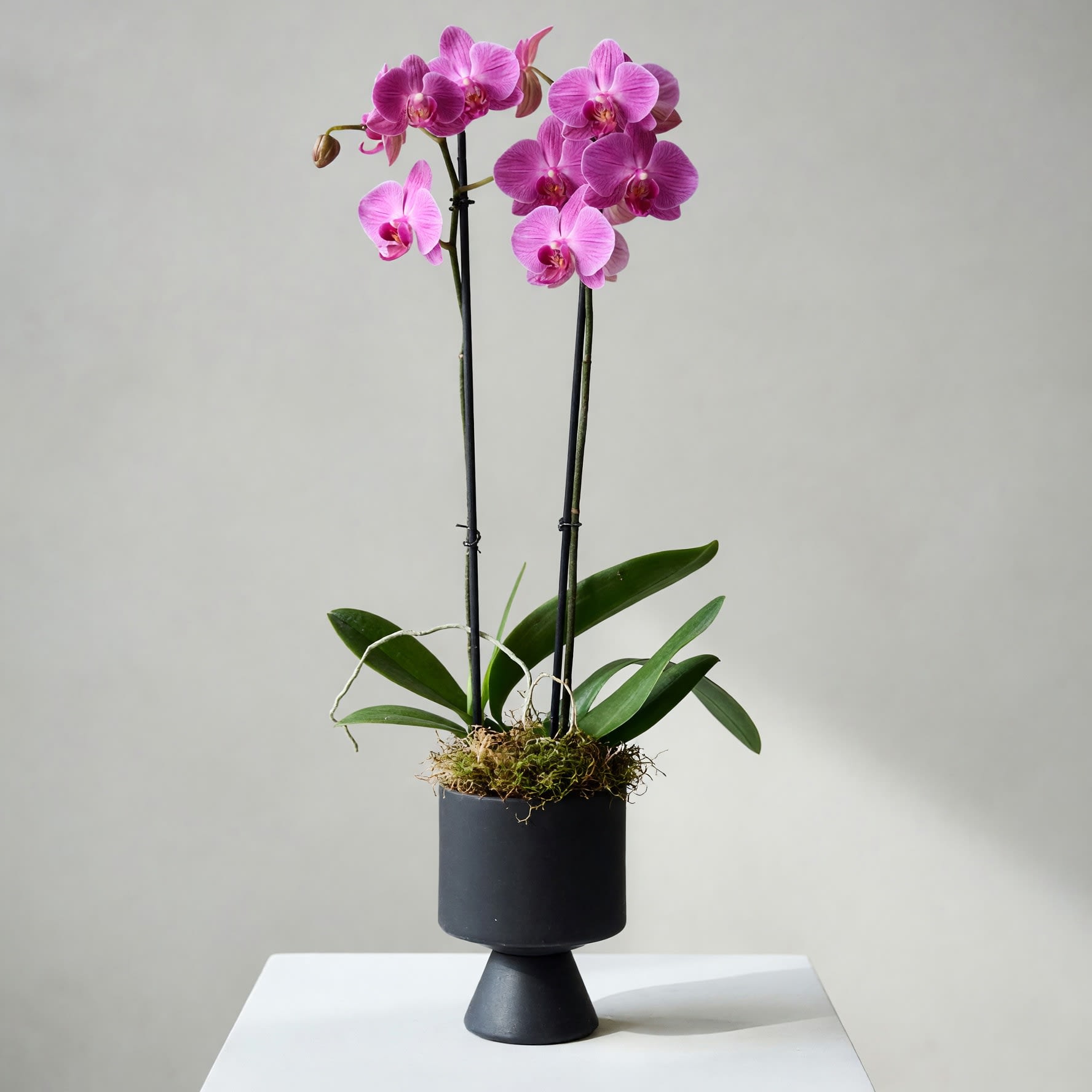 Double Stemmed Purple Orchid
