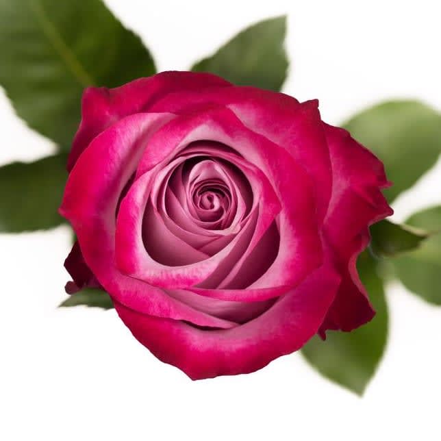 Purple Roses Flower Bouquet
