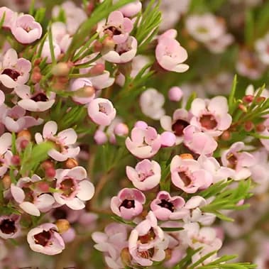 Wax Flower Bouquet