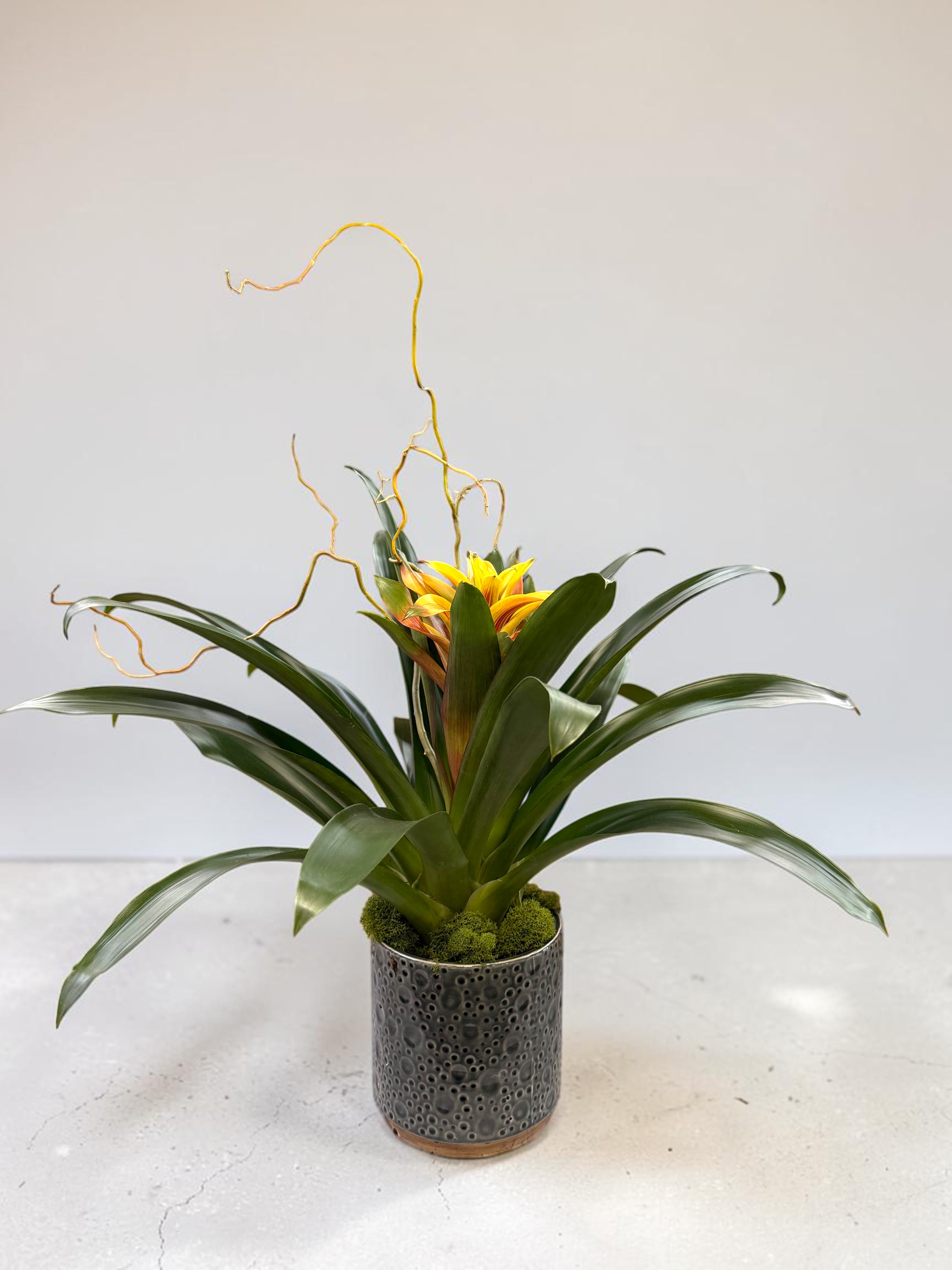6" BROMELIAD