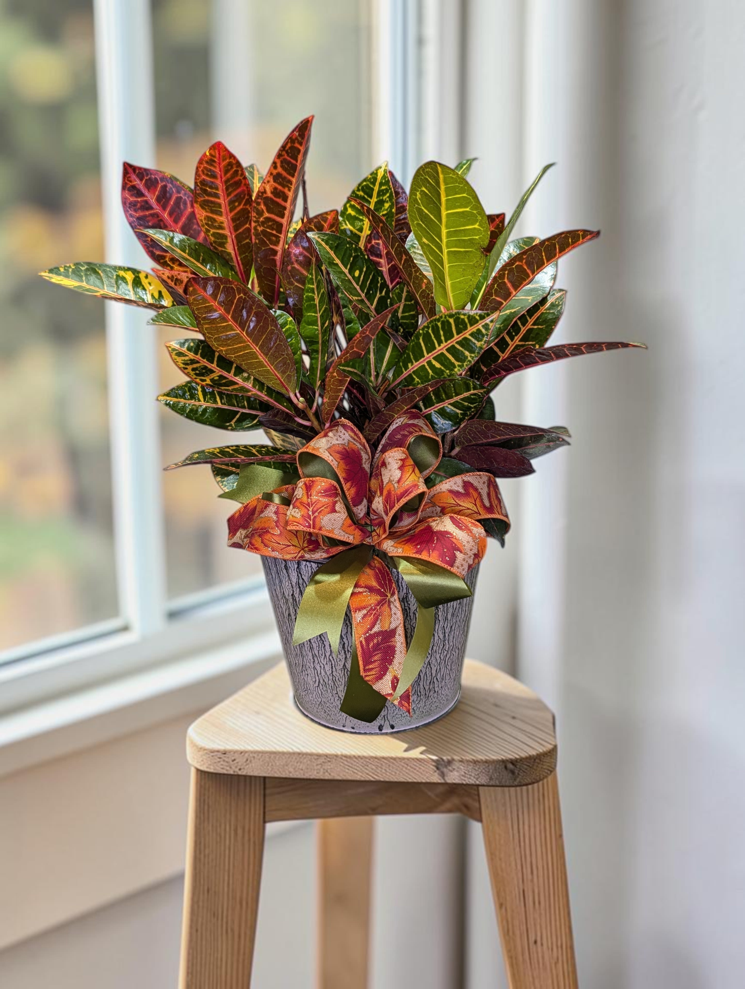 6" CROTON