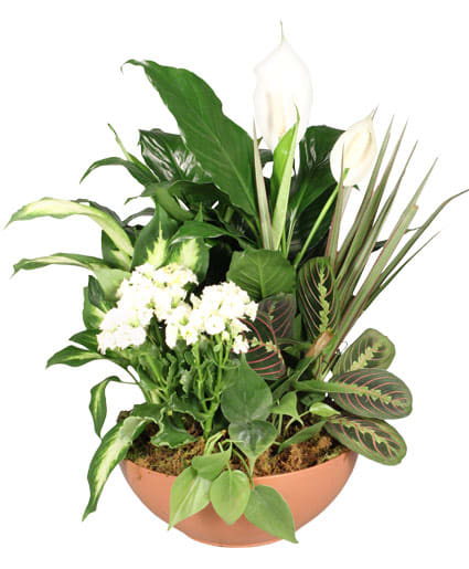 Blooming Dish Garden - Green & Blooming Plants
