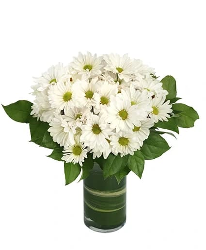 Dazzling Daisy Poms - Flower Arrangement