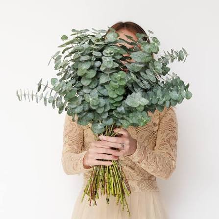 Eucalyptus