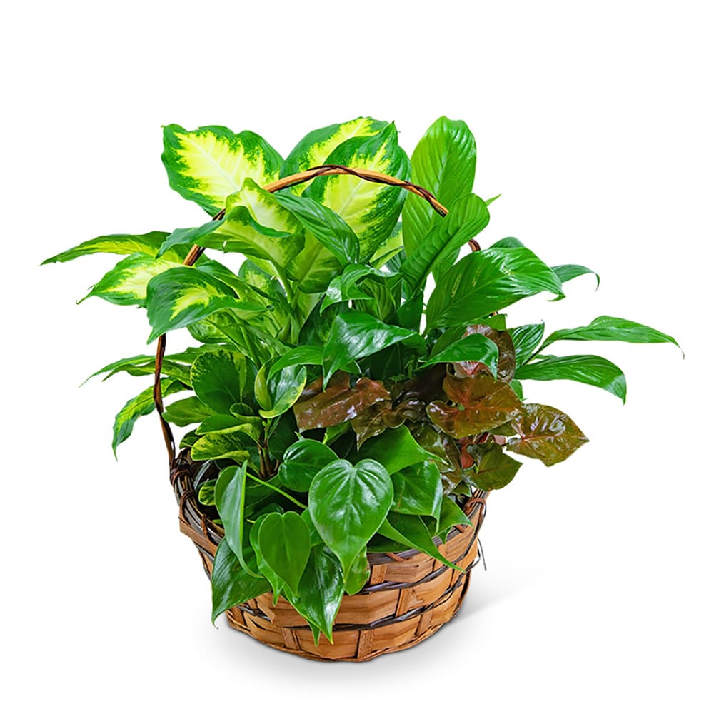Plants