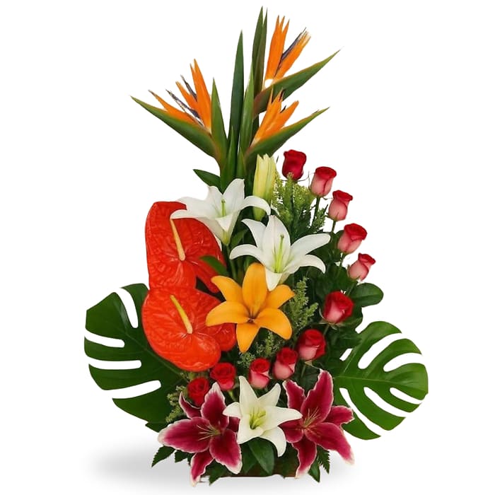 Bold Tropics