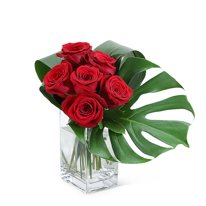 6 Modern Roses