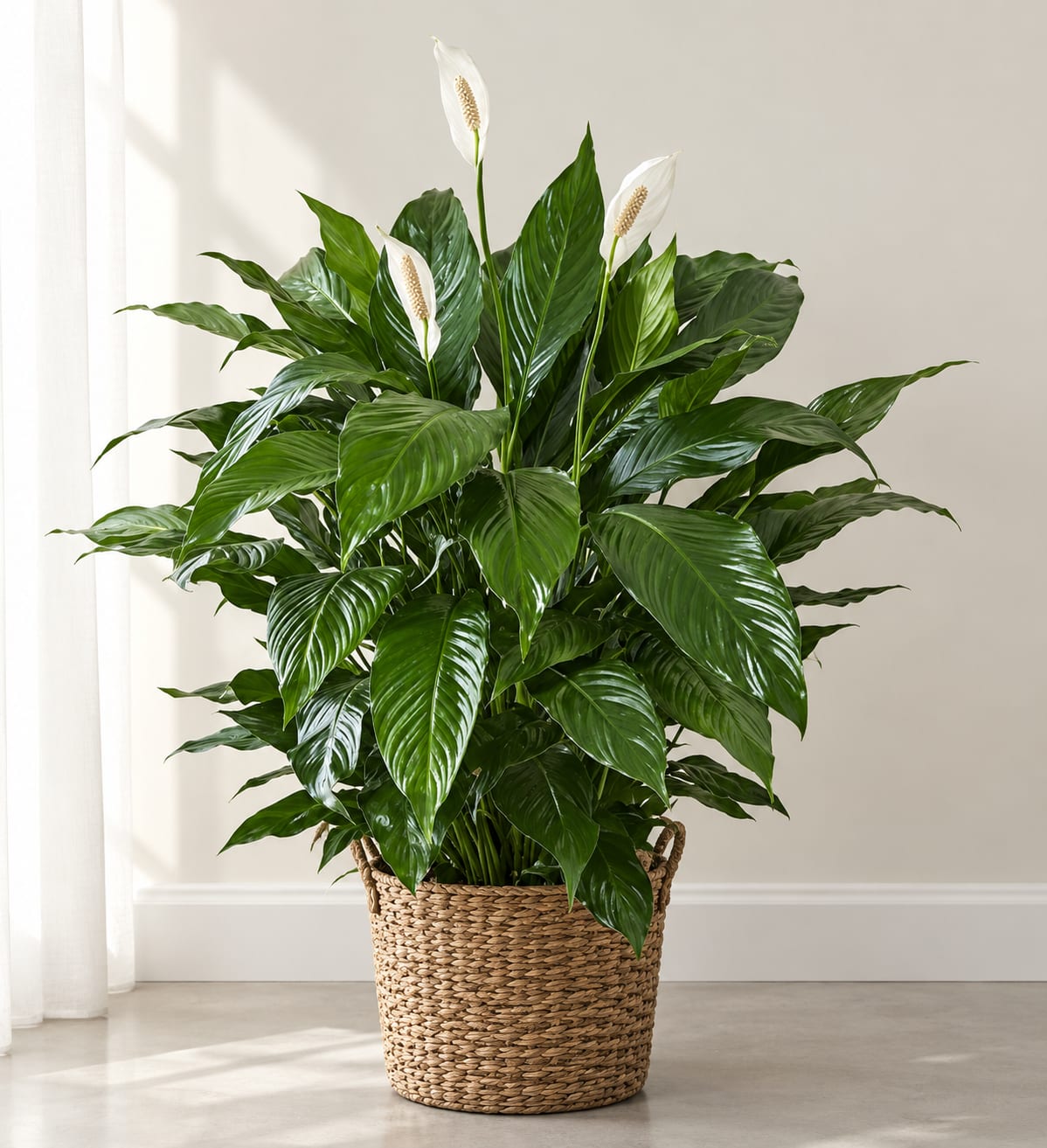 Peace Lily Plant