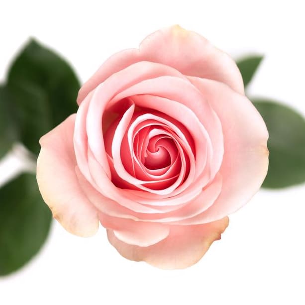 Pink Light Novia Flower Bouquet