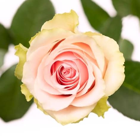 Pink Roses Light Frutteto Flower Bouquet