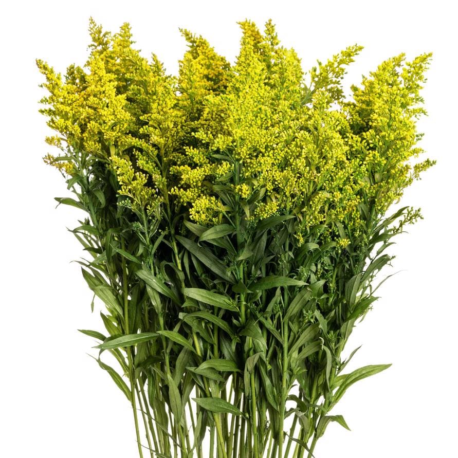 Solidago