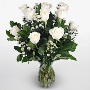 Dz white premium Roses