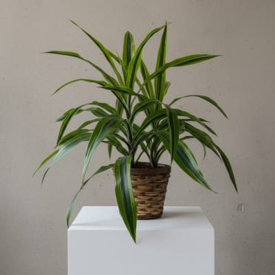 Indoor Plants, Orchids & Greenery