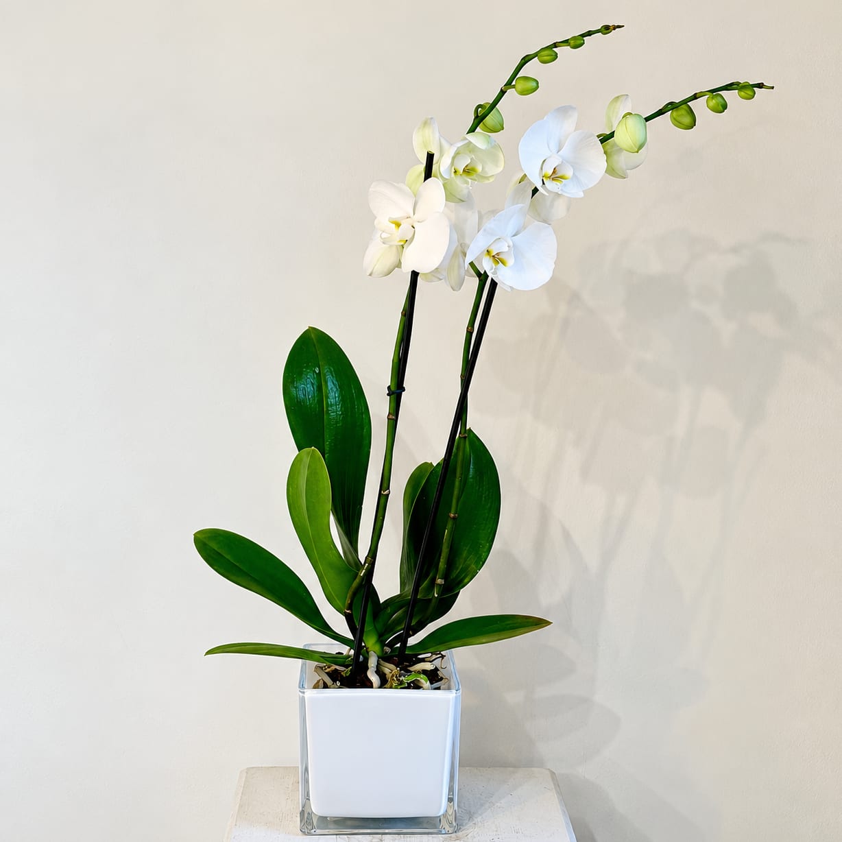 Orchid