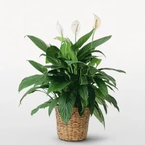 Spathiphyllum (Peace Lily) - Lg (May not be blooming) Flower Bouquet