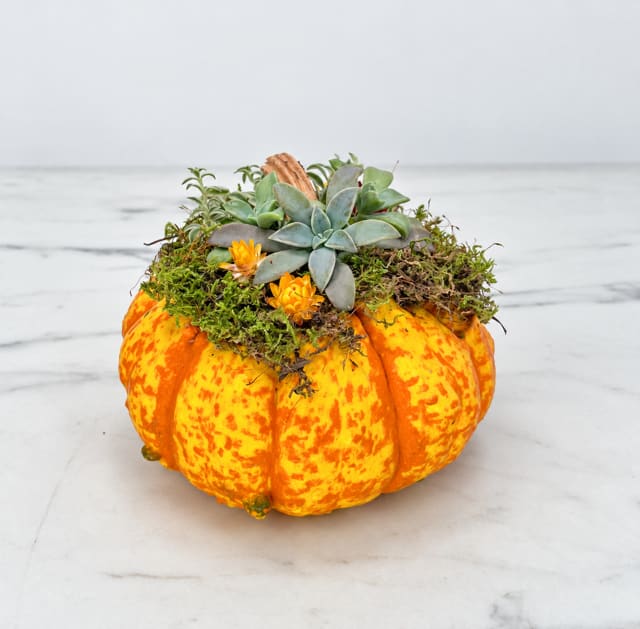 Succulent Pumpkin Flower Bouquet