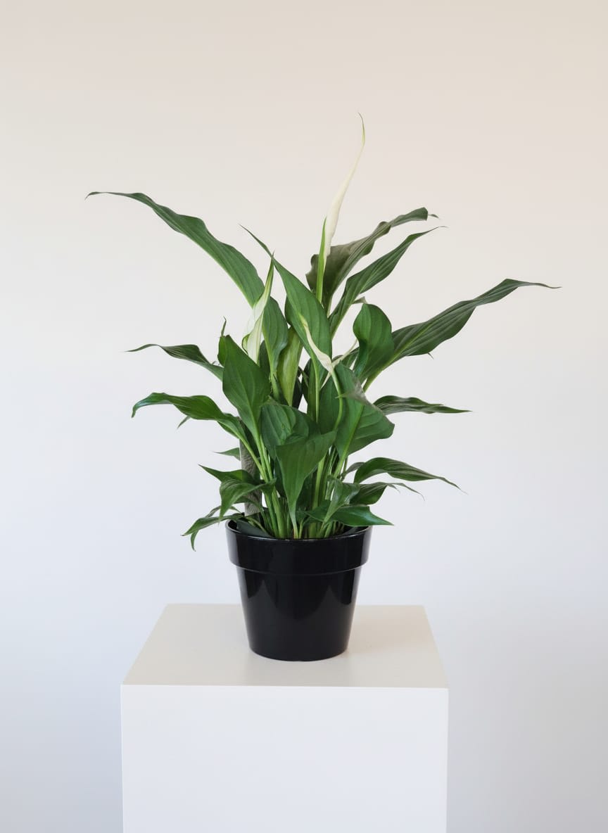 Peace & Harmony Peace Lily