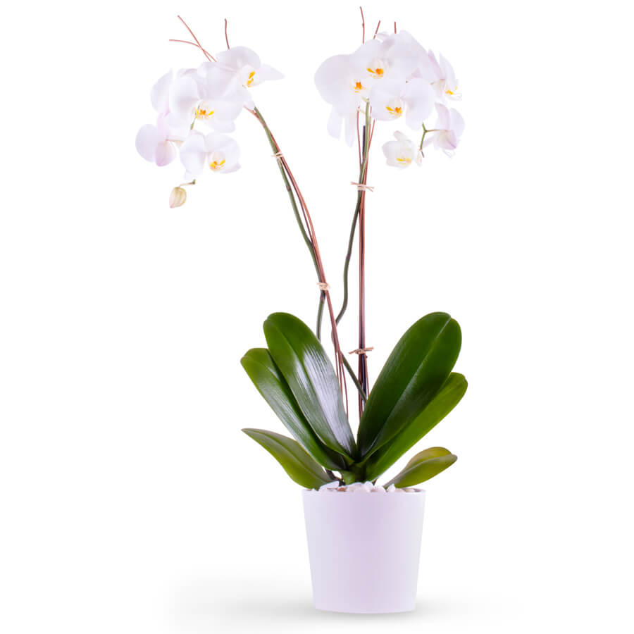 Flower Arrangement 116