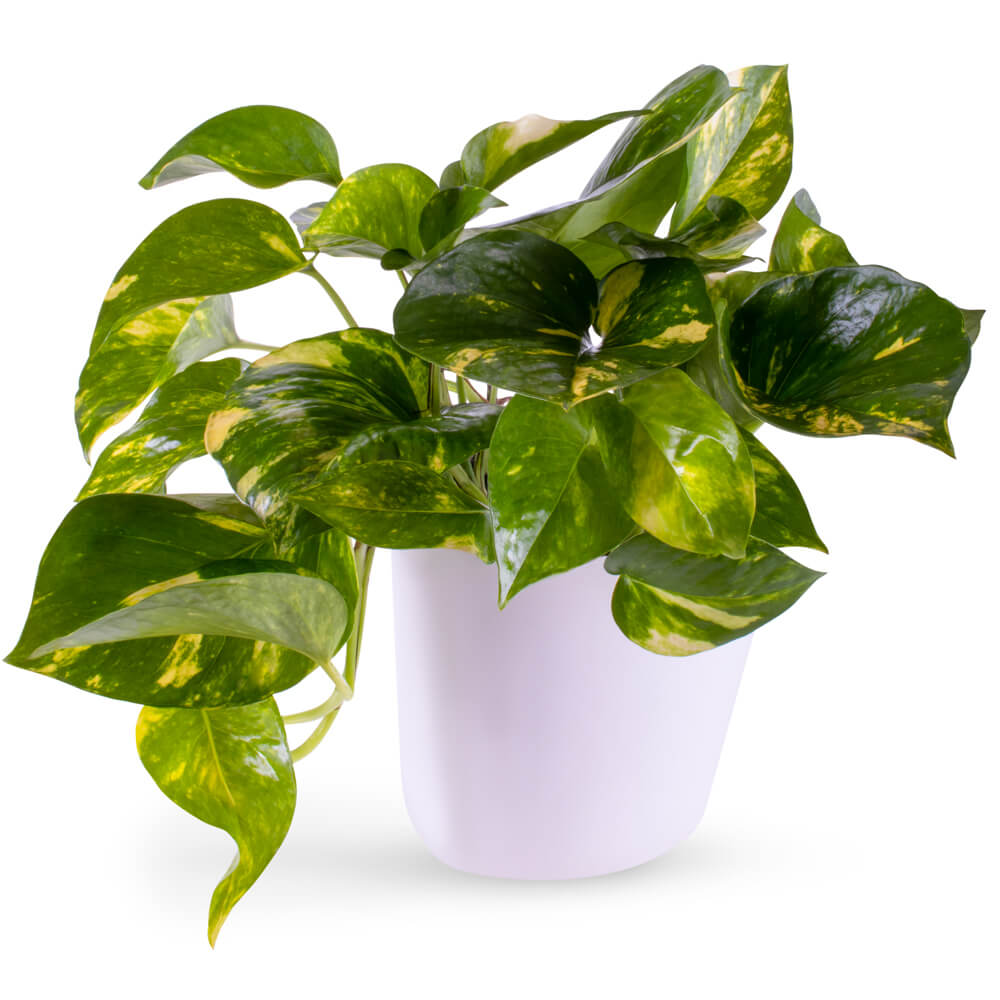 Flower Arrangement 114