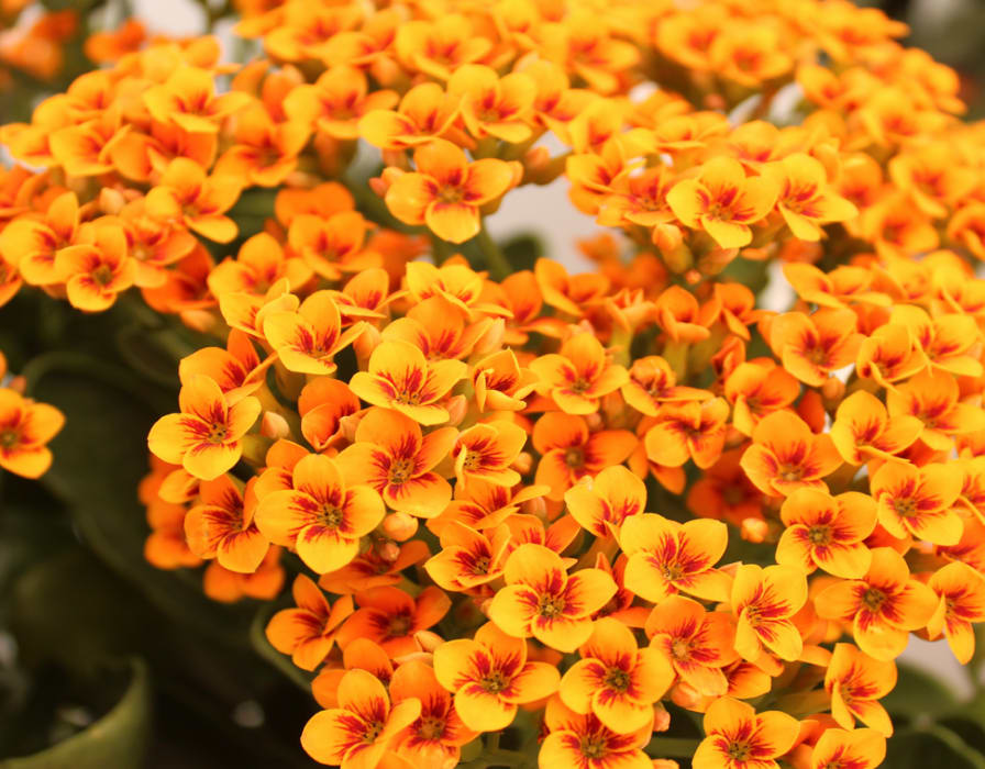 What Are the Best Indoor Flowering Plants to Grow? - SnapBlooms Blogs