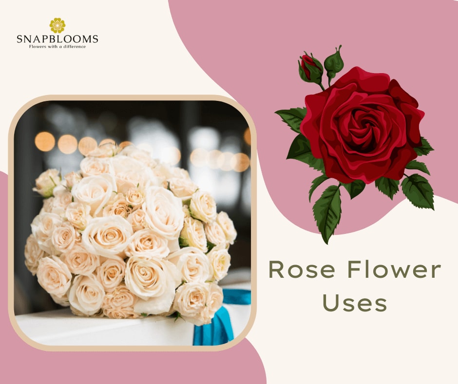 What Is The Importance Of Rose Flower Best Flower Site what-is-the-importance-of-rose-flower-best-flower-site