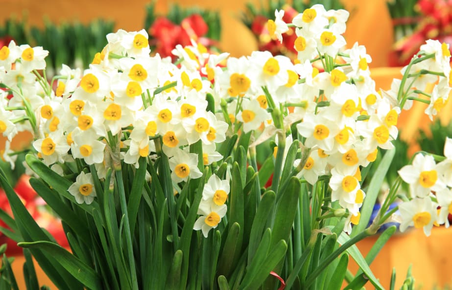 December Birth Flower The Narcissus SnapBlooms Blogs