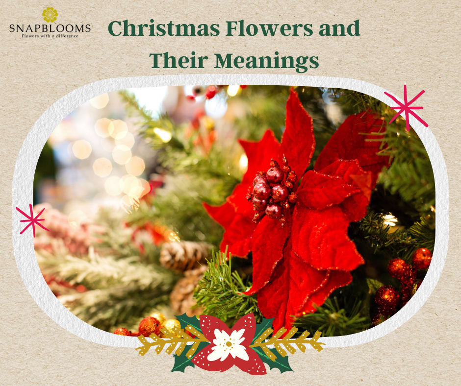 Christmas Flowers and Their Meanings - Snapblooms