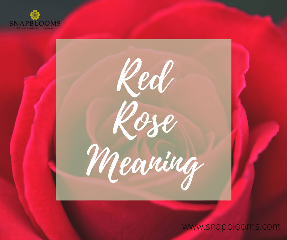 Rose Meanings - The Red Rose