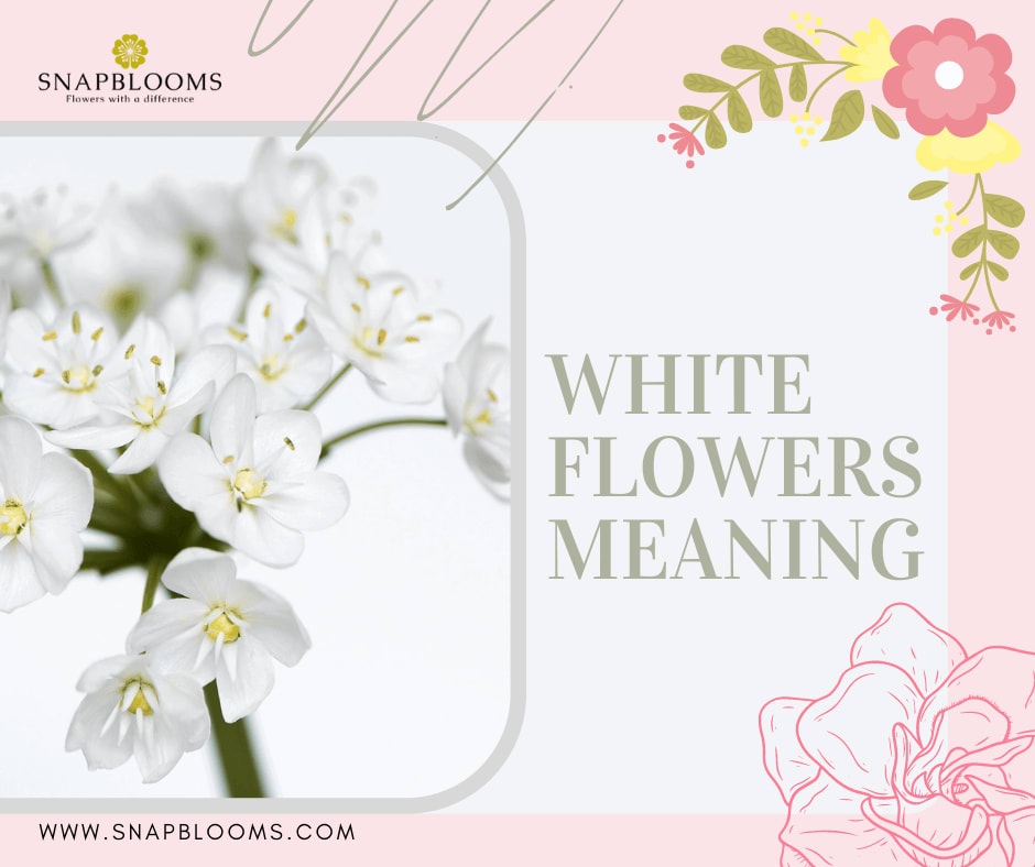 What do White Flowers Mean? - SnapBlooms Blogs