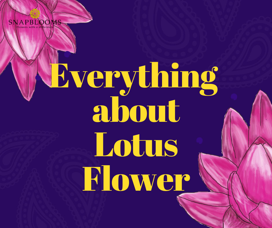 Lotus Flower Origin, Meaning, and Symbolism SnapBlooms Blogs