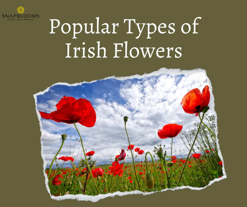 Popular Types of Irish Flowers SnapBlooms Blogs