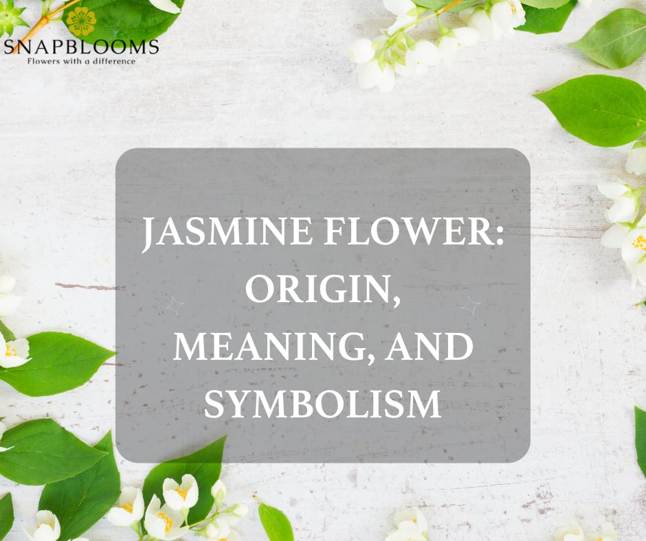 The Many Uses And Meanings Of Jasmine Flowers