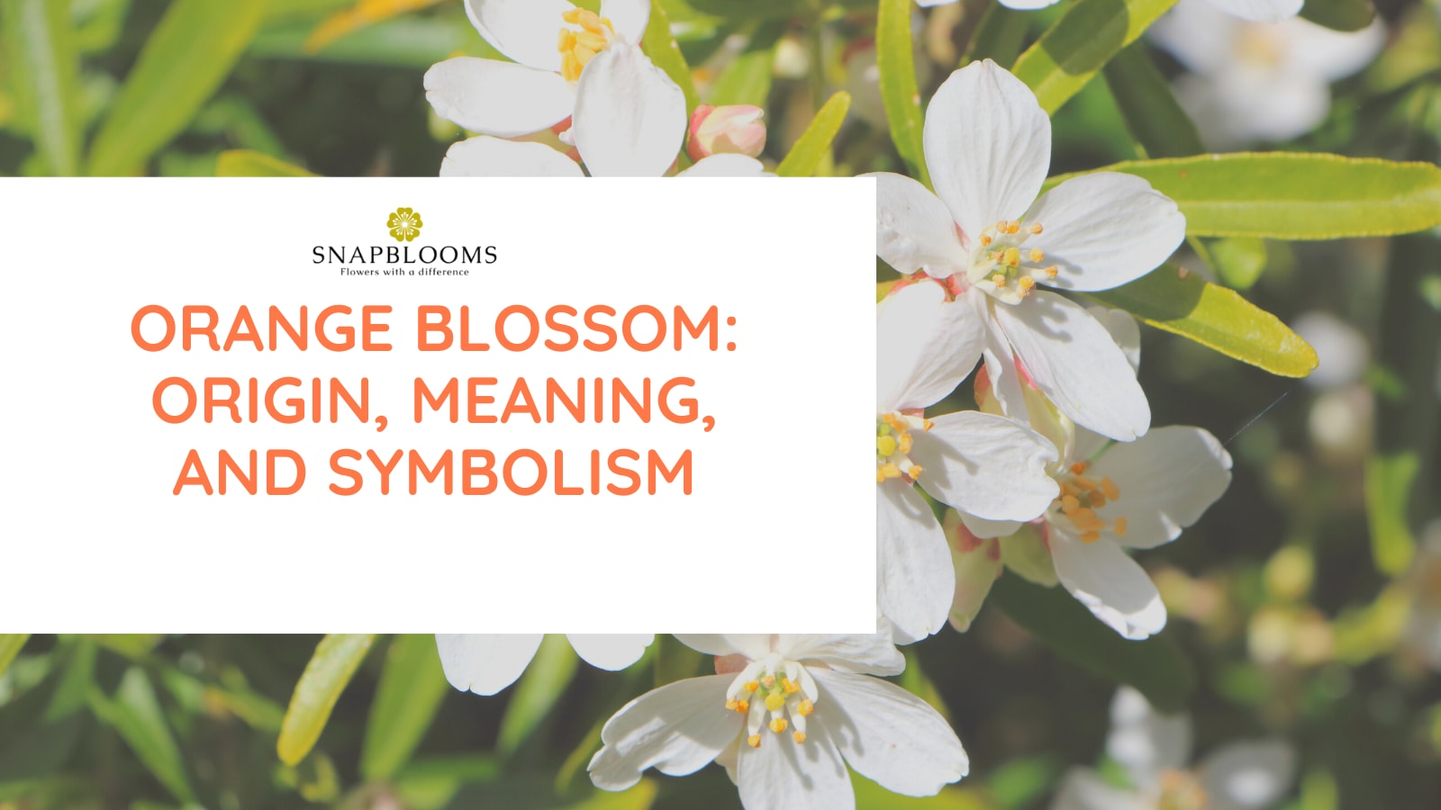 Orange Blossom: Origin, Meaning, and Symbolism - SnapBlooms Blogs