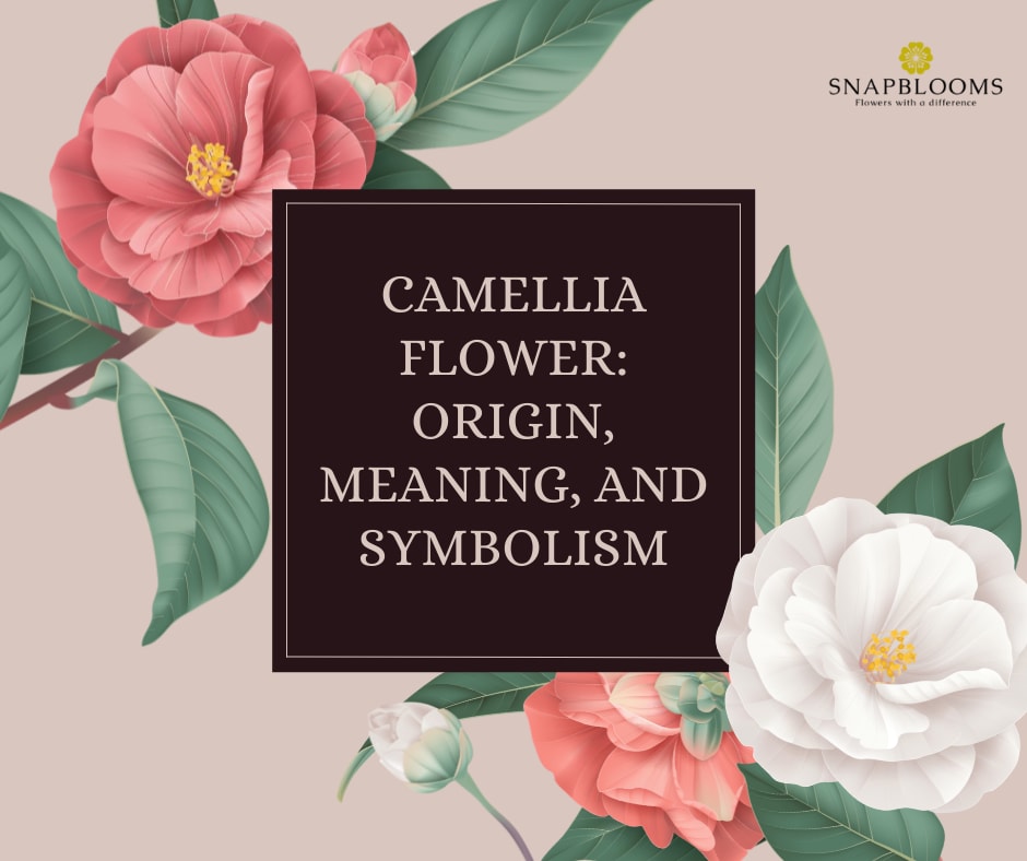 Camellia Flower Origin Meaning And Symbolism SnapBlooms Blogs camellia-flower-origin-meaning-and-symbolism-snapblooms-blogs
