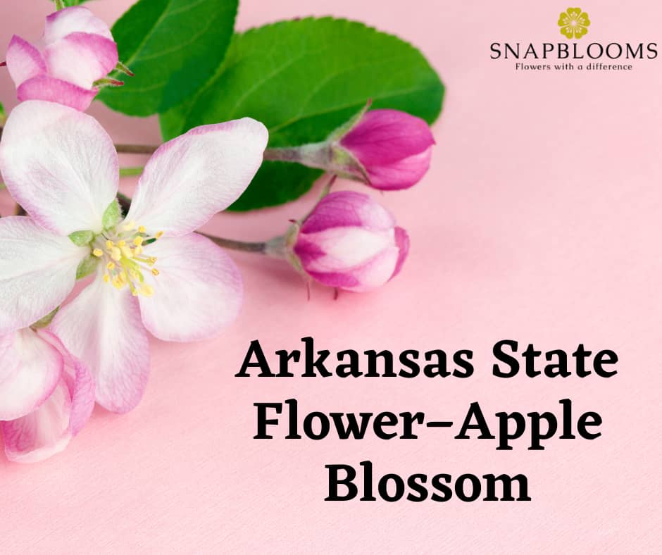 Arkansas State Flower Apple Blossom SnapBlooms Blogs