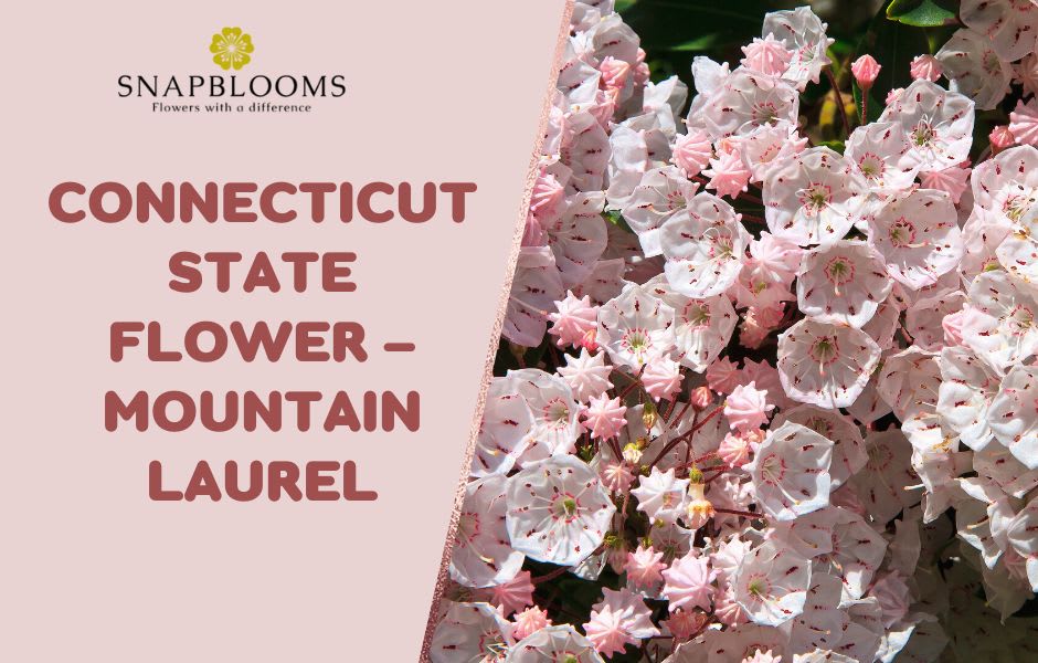 Connecticut State Flower Mountain