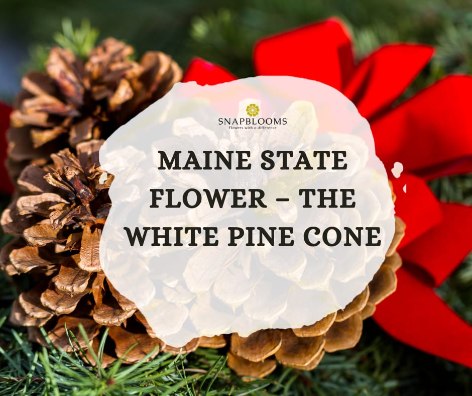 Maine White Pine Cones Small Fresh Grade A by the Dozen 