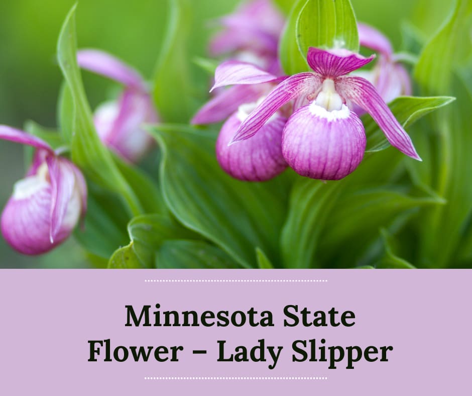 Minnesota State Flower Lady Slipper SnapBlooms Blogs