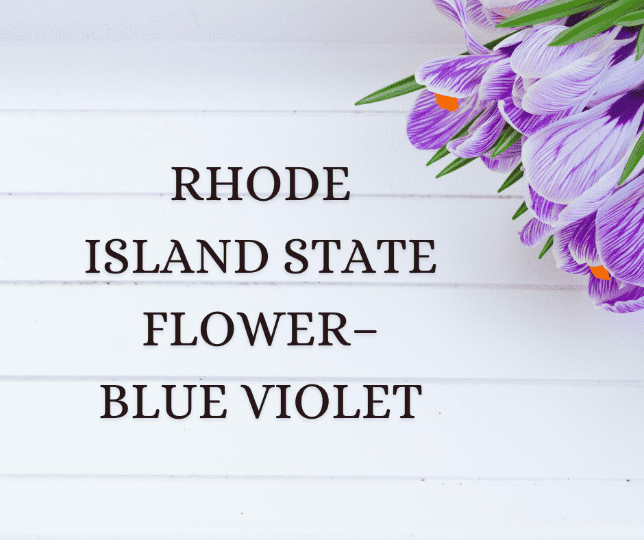 Rhode Island State Flower– Blue Violet - SnapBlooms Blogs