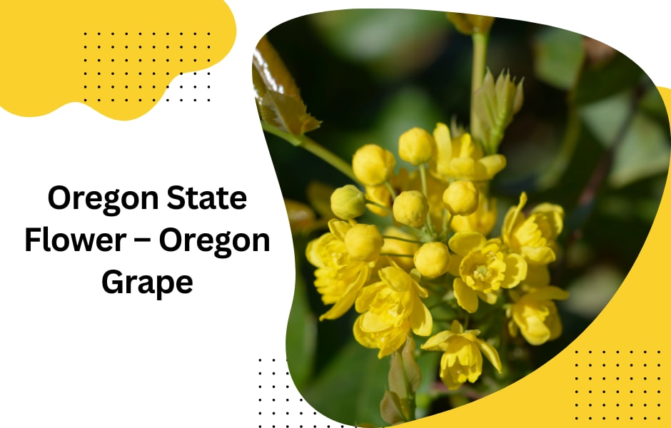 Oregon State Flower Oregon Grape SnapBlooms Blogs Oregon state flower oregon grape snapblooms blogs