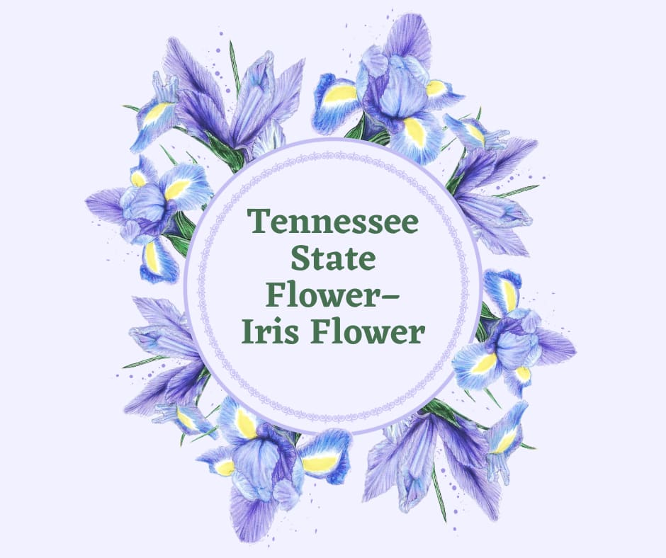 Tennessee State Flower Iris Flower SnapBlooms Blogs Tennessee state flower iris flower snapblooms blogs