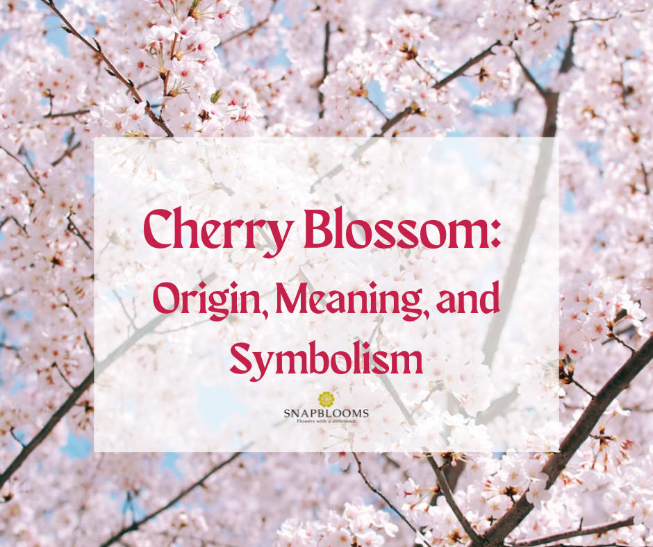 Cherry Blossom Meaning and Symbolism