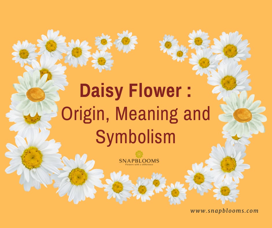 Daisy Flower Meaning & Symbolism