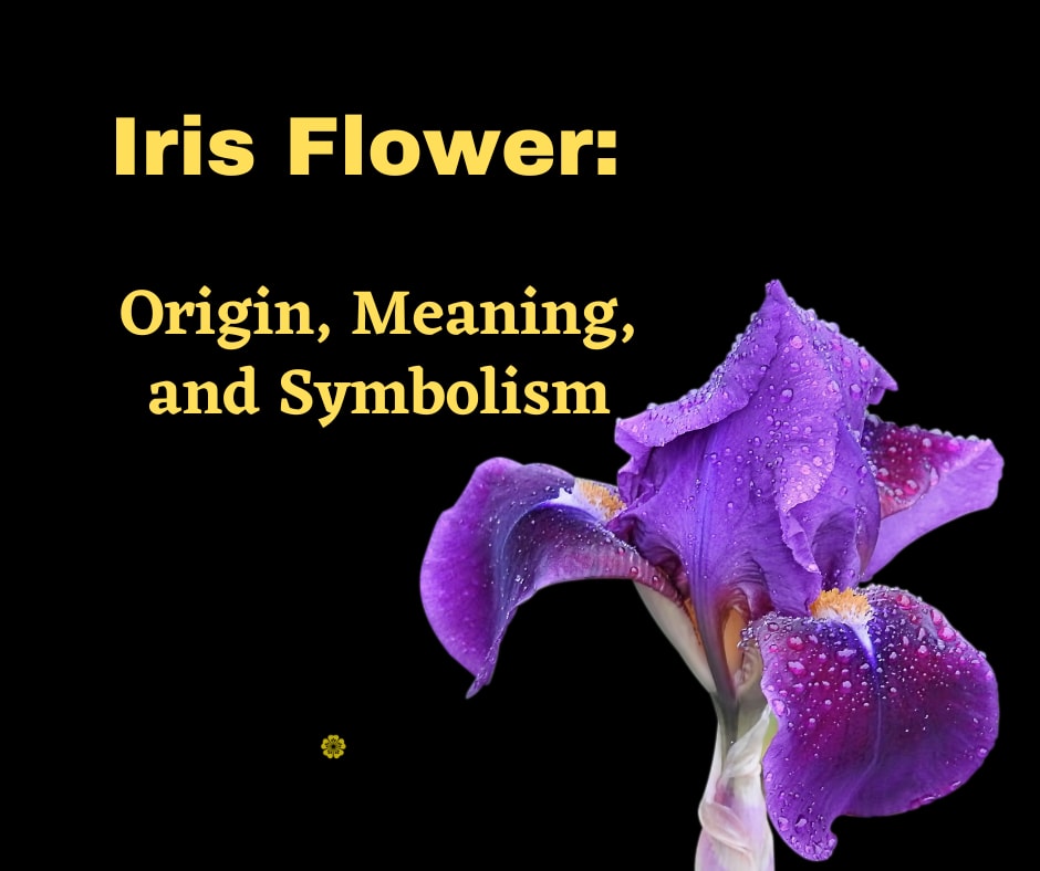 Iris flower Meaning and Symbolism - What do iris colours mean