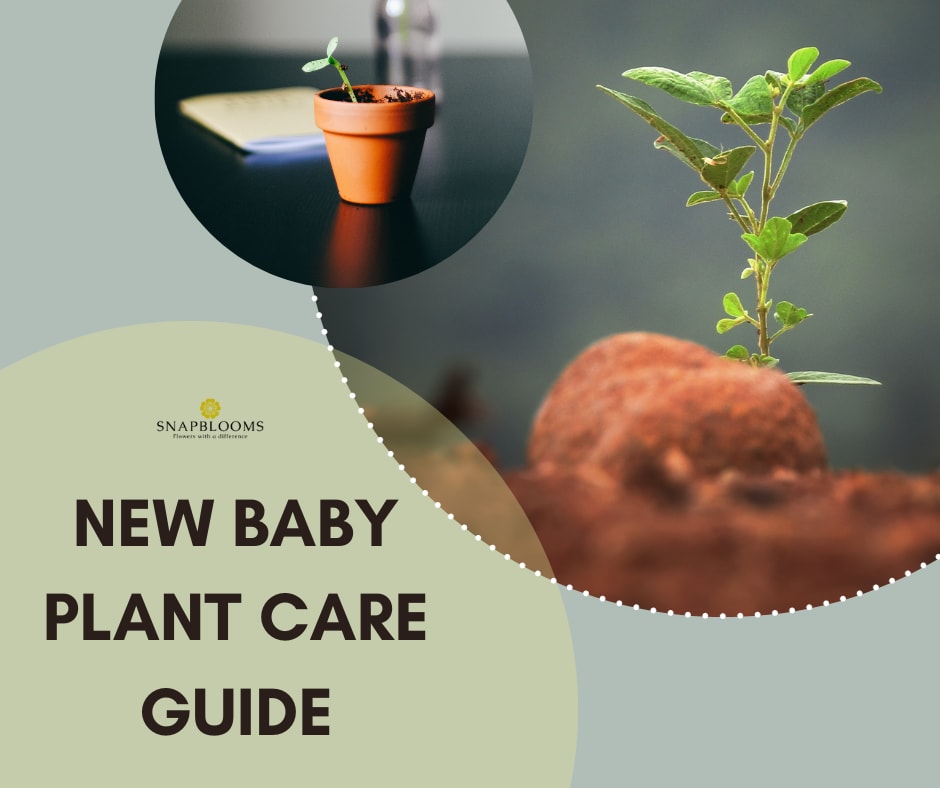Baby Bio - Caring For Your Houseplants 