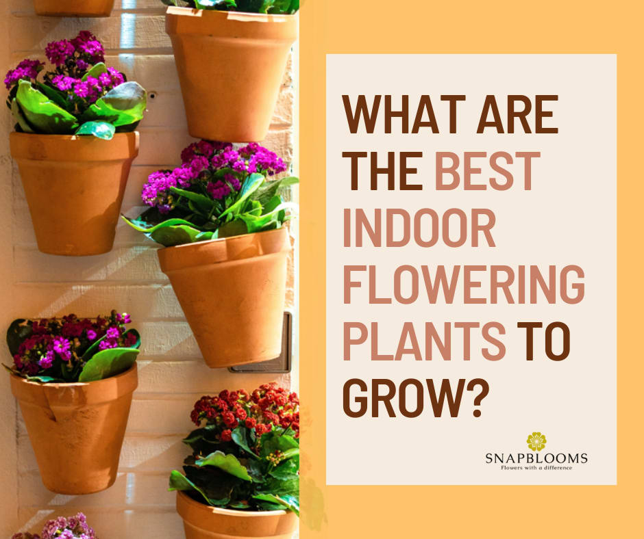 30 Best Indoor Flowering Plants with Names and Pictures Best flowers to grow indoors