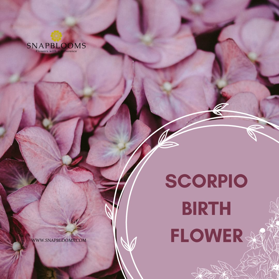Zodiac scorpio flower 60 photos - Astrologytoyou.com