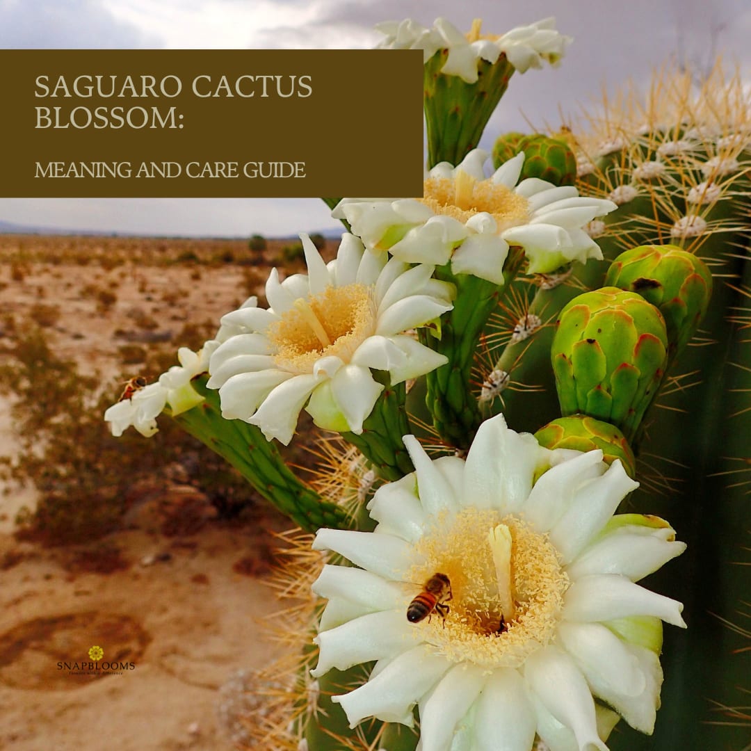 Saguaro Cactus Blossom: Meaning and Care Guide - SnapBlooms Blogs