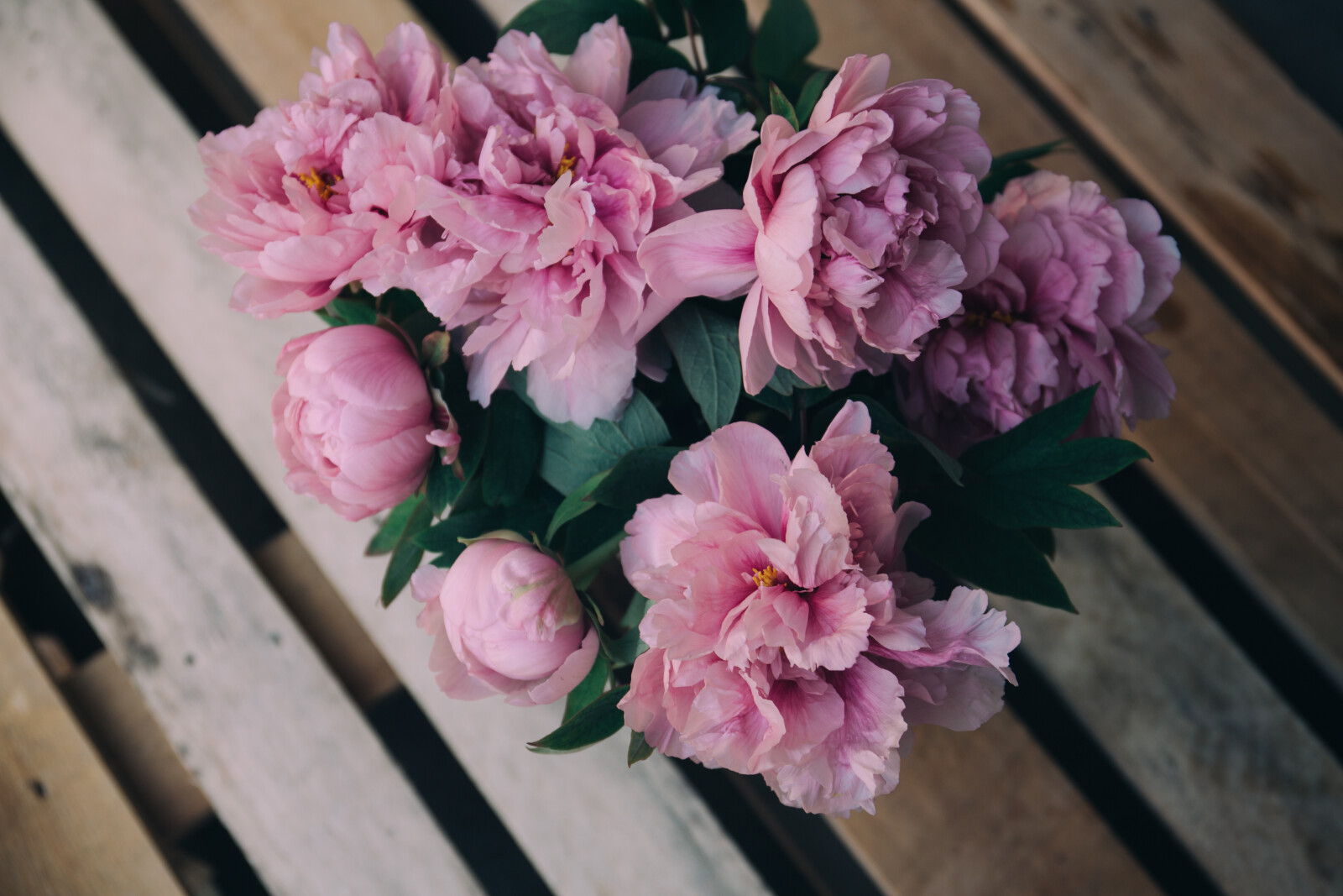 Flower of the Month Peony SnapBlooms Blogs